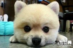 【小狗普遍皮肤病症状】狗狗皮肤病防范措施及治疗方法