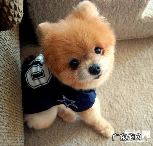 【小狗普遍皮肤病症状】狗狗皮肤病防范措施及治疗方法