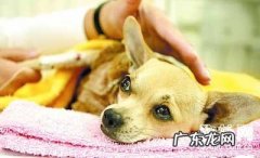 宠物药品储放在哪儿较为稳妥？