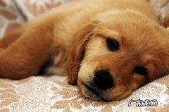 【犬毛滴虫病如何治疗】小狗毛滴虫病防治方式