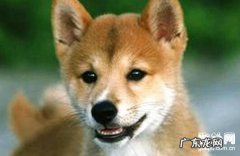 小狗三大眼睛疾病及治疗方法