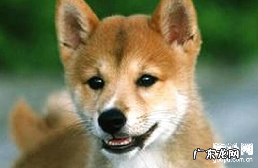 小狗三大眼睛疾病及治疗方法