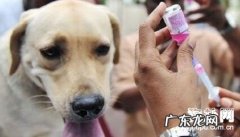 仅有小狗才要按时注入狂犬病疫苗吗？别的小动物必须吗？
