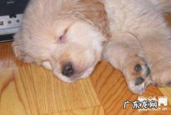 狗狗细小病毒病如何预防及医治？