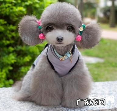 小型狗普遍的五种病症