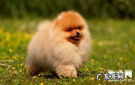 小型狗普遍的五种病症