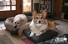 犬阴道内增长病症及治疗方法