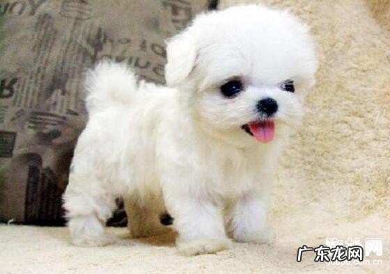 小狗尿道感染的病症及治疗方法