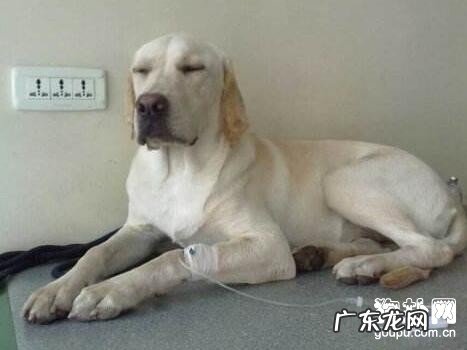 【犬关节炎症状】小狗风湿病缘故及预防方式