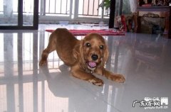 犬心丝虫病的查验方式有什么