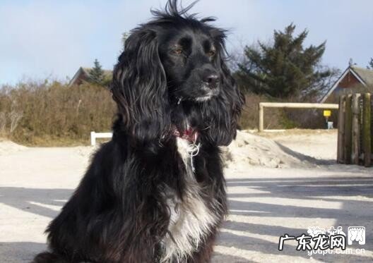 犬心丝虫病的查验方式有什么