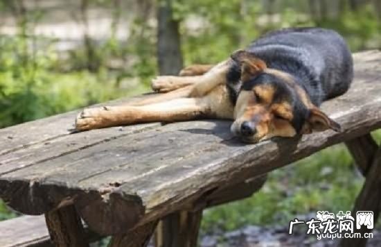 犬表层、浅部和深层次的细菌感染脓皮症确诊及医治