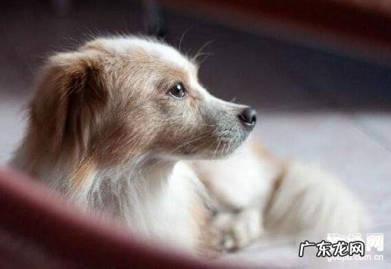 小狗内分泌失调危症要该怎么办？