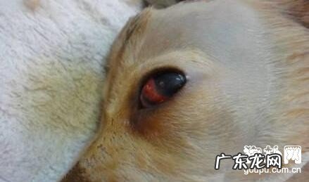 【犬目光滑脱病症】狗狗眼球滑脱治疗方法