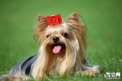 约克夏呕吐怎么办？约克夏恶心呕吐解决方式