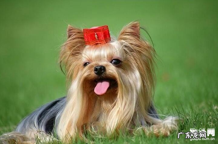 约克夏呕吐怎么办？约克夏恶心呕吐解决方式