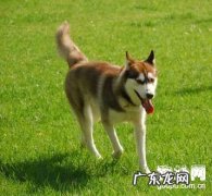 小狗如果得了佝偻病症状该怎么办,这一病能防止吗？