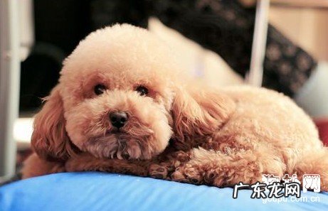 细小病毒是啥,犬冠状病毒介绍