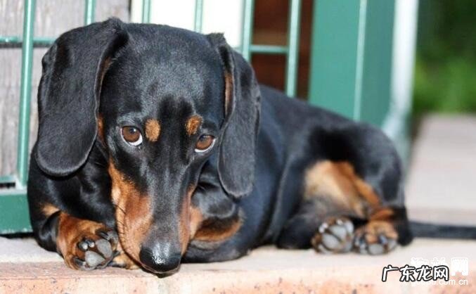 【犬缺乳症病症】犬缺乳症缘故及预防方式