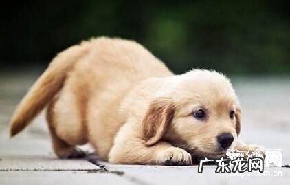 细微病毒的类型及病发缘故