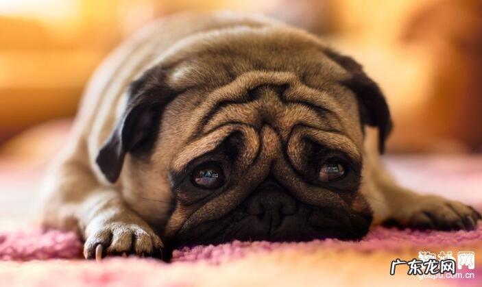 小狗皮肤过敏有什么症状呢？