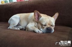 夏天怎样预防小狗过敏呢？