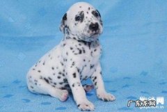 犬窝咳能治好吗