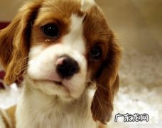 小狗感柒梨型鞭毛虫的病症、治疗方法及防范措施