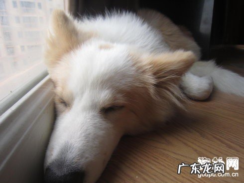 小狗感柒梨型鞭毛虫的病症、治疗方法及防范措施