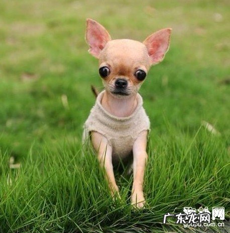 小狗髋关发育不全的病症及治疗方法