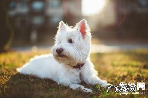 小狗髋关发育不全的病症及治疗方法