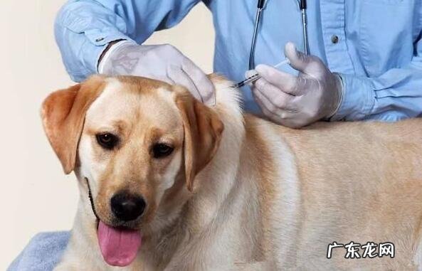 狗狗疫苗要多少钱一针,多长时间打一次