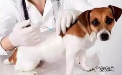 狗狗疫苗要多少钱一针，多长时间打一次