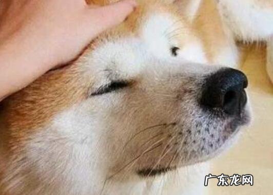 狗虱子怎么去除，5招教你除去小狗的身上的跳蚤