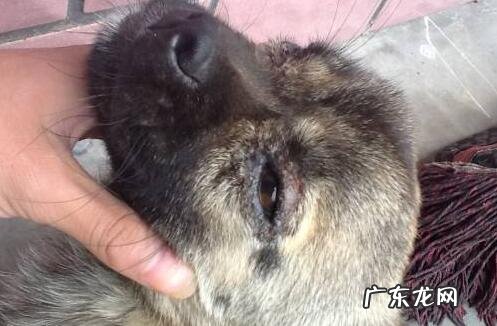 狗虱子怎么去除，5招教你除去小狗的身上的跳蚤