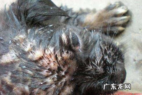 狗虱子怎么去除，5招教你除去小狗的身上的跳蚤