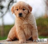 小狗皮肤真菌病状及治疗方法