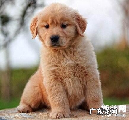 小狗皮肤真菌病状及治疗方法