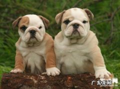 【犬脓皮病病症】狗狗脓皮症缘故及治疗方法