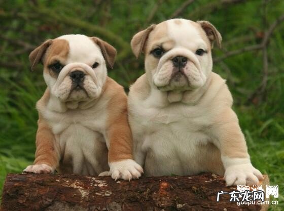 【犬脓皮病病症】狗狗脓皮症缘故及治疗方法