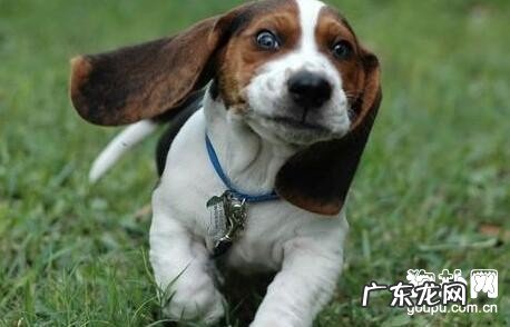 狗狗抽搐该怎么办,是什么原因造成 的