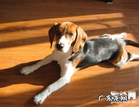 狗狗抽搐该怎么办,是什么原因造成 的