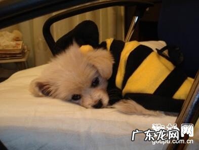 犬腹水原因及治疗方法