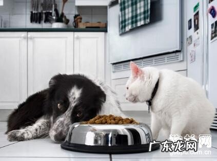 小狗吃素好吗,小狗能够食素吗?