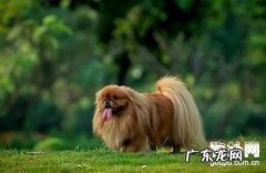 帮小狗打过预防针后，为何还会继续免疫力不成功？