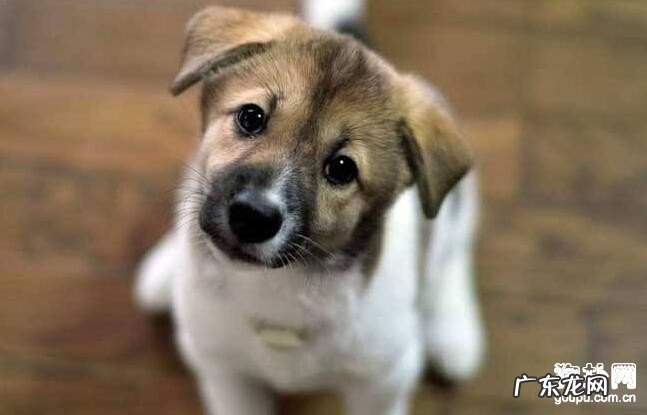 小狗得了鼻炎怎么办？你一定要了解的三点！