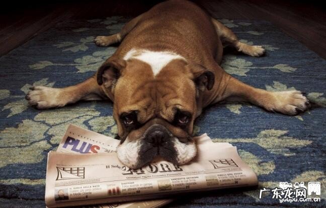 小狗得了鼻炎怎么办？你一定要了解的三点！