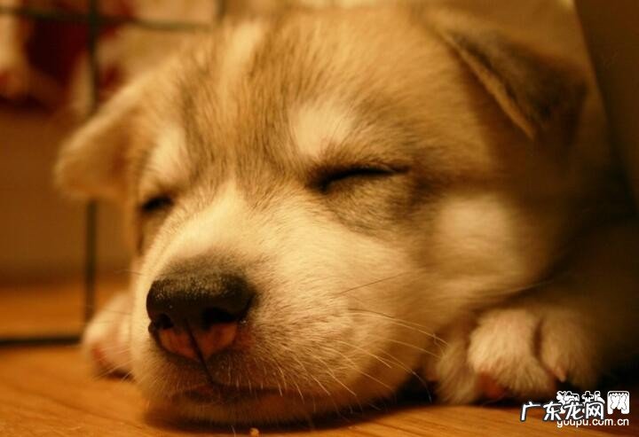 警醒！造成 小狗四肢无力的四个缘故