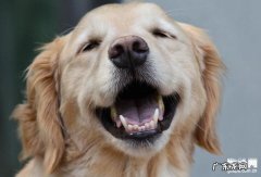 警醒！造成 小狗四肢无力的四个缘故