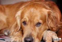 小狗缺钙的症状有什么，补钙补锌应注意什么